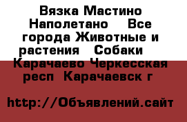 Вязка Мастино Наполетано  - Все города Животные и растения » Собаки   . Карачаево-Черкесская респ.,Карачаевск г.